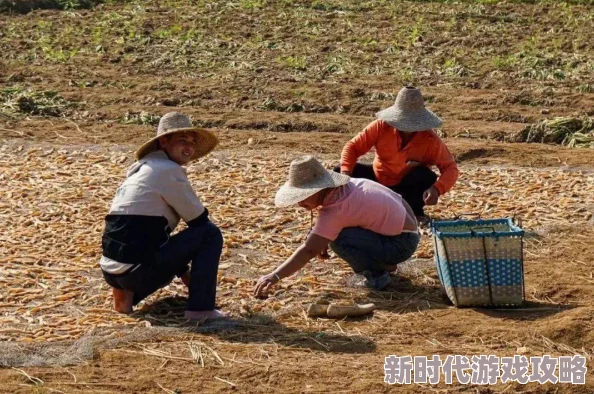 两人拨萝卜：探讨传统农耕文化在现代社会中的传承与发展及其对农村经济的影响