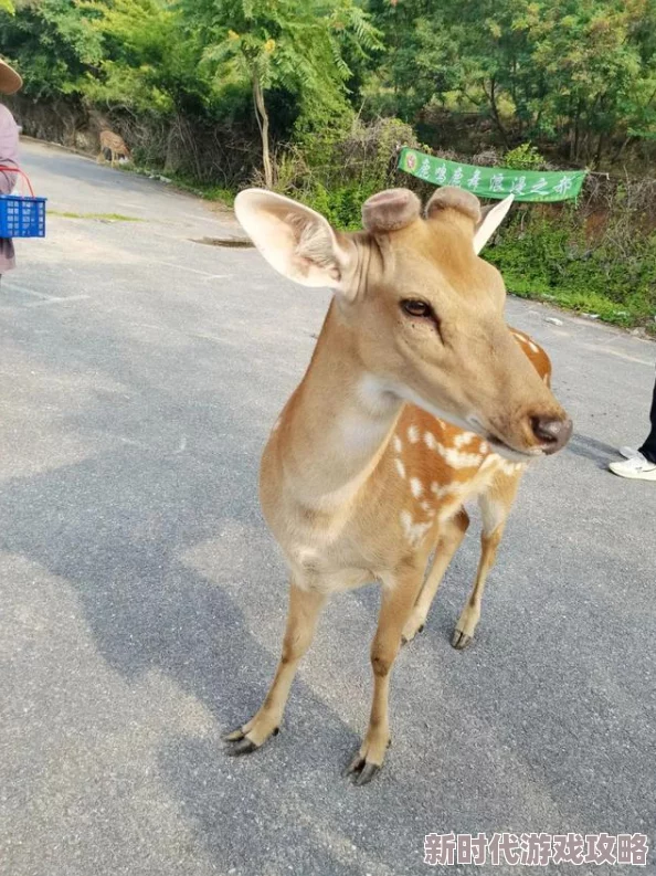 美女美女高清毛片视频：最新动态揭示了该视频在社交媒体上的热度持续上升，吸引了大量观众的关注与讨论