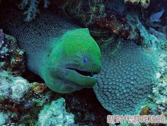 耸动拍打黏腻水声白沫：最新研究揭示海洋生态系统中微生物的关键作用与影响