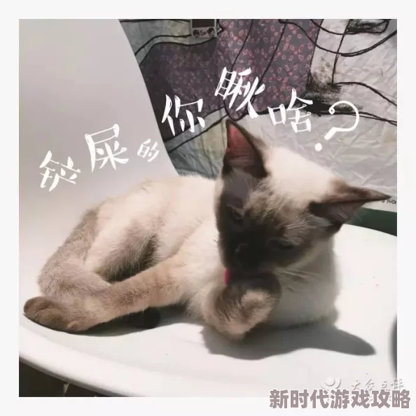 猫メイド游戏免费，真是太棒了！喜欢猫咪的朋友们一定不要错过这个机会