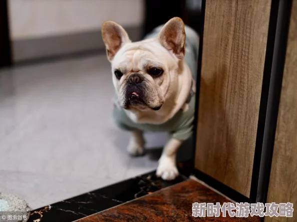 《辐射避难所》中如何选择最理想的宠物？宠物选择推荐指南