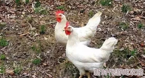 悠长假期：打造梦幻鸡舍，养鸡升级攻略——专注白鸡培育与高效养殖技巧推荐
