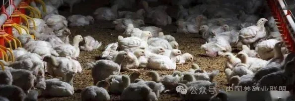 悠长假期：打造梦幻鸡舍，养鸡升级攻略——专注白鸡培育与高效养殖技巧推荐