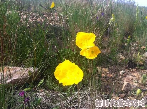 野花2019最新社区免费网友认为这个平台提供了丰富的资源和良好的用户体验，值得一试，但也有部分人对内容更新速度表示担忧