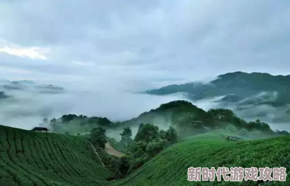 野花2019最新社区免费网友认为这个平台提供了丰富的资源和良好的用户体验，值得一试，但也有部分人对内容更新速度表示担忧
