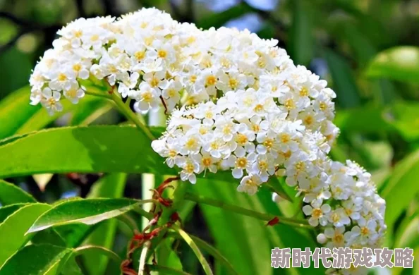 在线观看污污网站网友认为这些网站内容丰富但也存在安全隐患，建议用户谨慎选择并注意个人信息保护