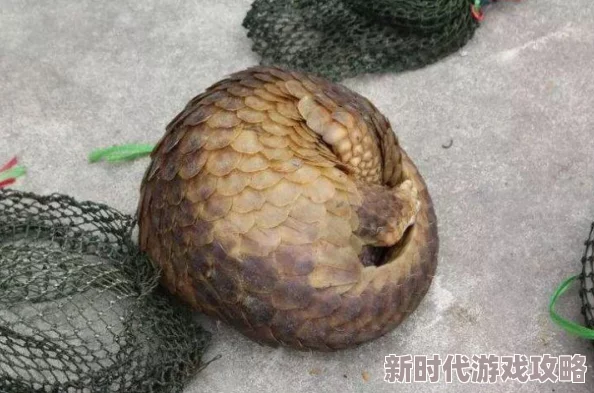 网友热议:怪物猎人系列中,哪款棍棒武器最值得推荐与使用评价 网友热议:怪物猎人系列中,哪款棍棒武器最值得推荐与使用评价