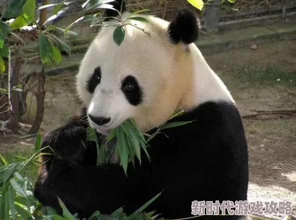 神仙道3竹熊(熊猫)获取概率揭秘:网友热议其抽卡难度与保底机制分析 神仙道3竹熊(熊猫)获取概率揭秘:网友热议其抽卡难度与保底机制分析