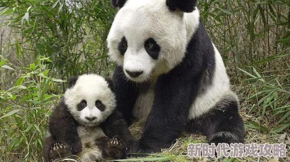 神仙道3竹熊(熊猫)获取概率揭秘:网友热议其抽卡难度与保底机制分析 神仙道3竹熊(熊猫)获取概率揭秘:网友热议其抽卡难度与保底机制分析