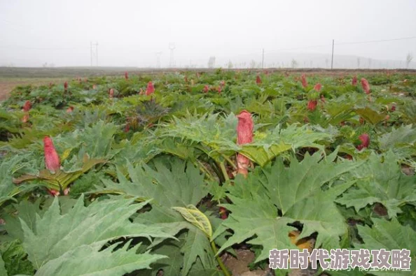 看特级大黄一片决胜21点21 看特级大黄一片决胜21点21