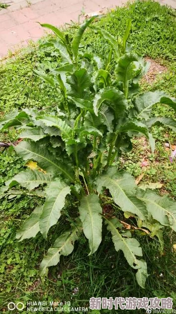 看特级大黄一片决胜21点21 看特级大黄一片决胜21点21