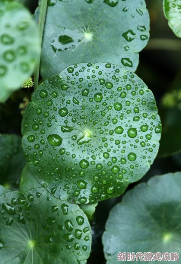 女人被两根茎同时进去图片这张图展示了自然界中植物生长的奇特现象 女人被两根茎同时进去图片这张图展示了自然界中植物生长的奇特现象