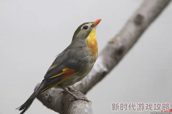 yw193鸟！鸟！鸟！