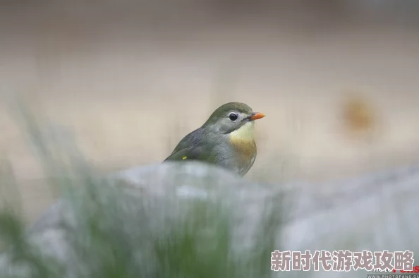 yw193鸟！鸟！鸟！