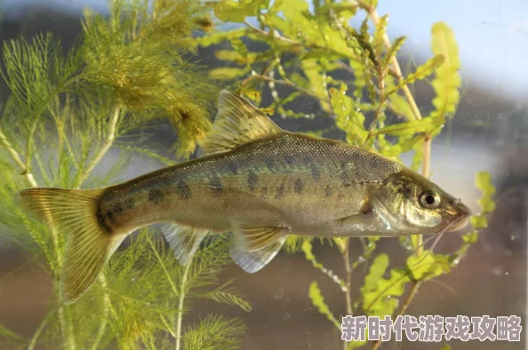 RPG《物种战争 启示录》Steam页面公布,年内发售引网友热议期待 RPG《物种战争 启示录》Steam页面公布,年内发售引网友热议期待