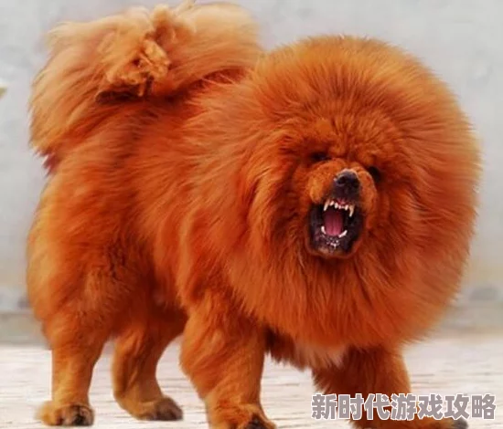 人物动物交互狗aa国子监来了个女弟子