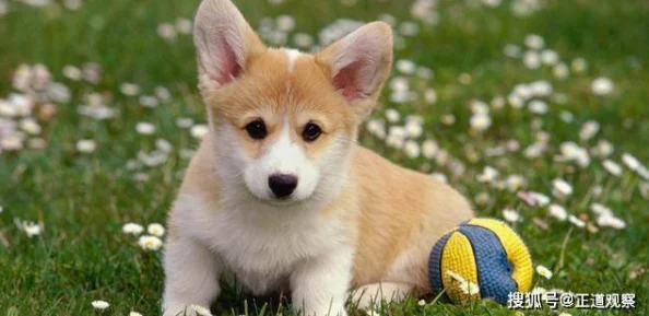 人物动物交互狗aa国子监来了个女弟子