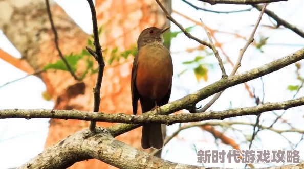 国产真实伦1基加利的鸟儿在歌唱