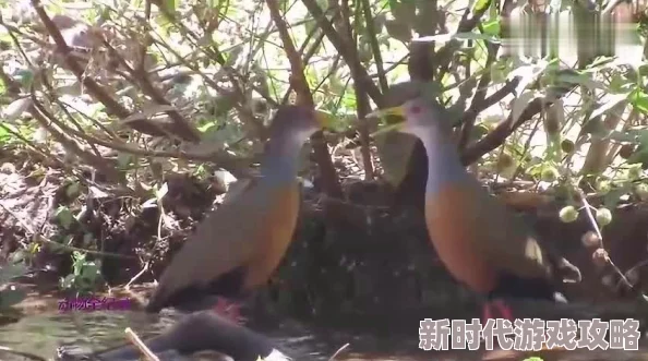 国产真实伦1基加利的鸟儿在歌唱