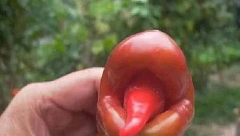 草莓茄子榴莲黄瓜这四种食材搭配在一起,既有甜美的水果也有独特的蔬菜味道,是一道创意十足的美味佳肴 草莓茄子榴莲黄瓜这四种食材搭配在一起,既有甜美的水果也有独特的蔬菜味道,是一道创意十足的美味佳肴