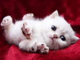 好大好爽快点好舒服小区里来了只可爱的小猫咪,每天都和居民们玩耍互动,成了大家的新宠 好大好爽快点好舒服小区里来了只可爱的小猫咪,每天都和居民们玩耍互动,成了大家的新宠