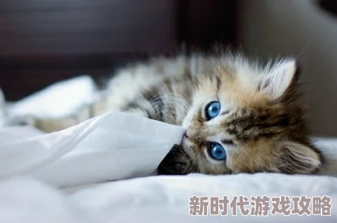 好大好爽快点好舒服小区里来了只可爱的小猫咪,每天都和居民们玩耍互动,成了大家的新宠 好大好爽快点好舒服小区里来了只可爱的小猫咪,每天都和居民们玩耍互动,成了大家的新宠