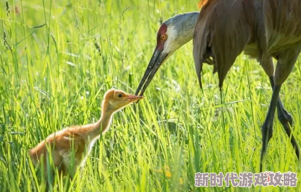 我是一只鹳 愿你生活美满幸福快乐如意吉祥安康 我是一只鹳 愿你生活美满幸福快乐如意吉祥安康