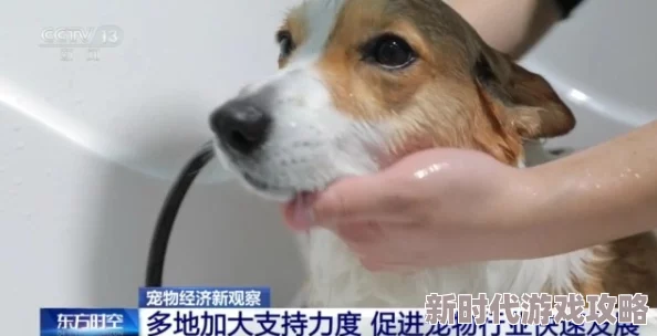 宠物保姆满天星提供专业的宠物照护服务，确保您的爱宠健康快乐