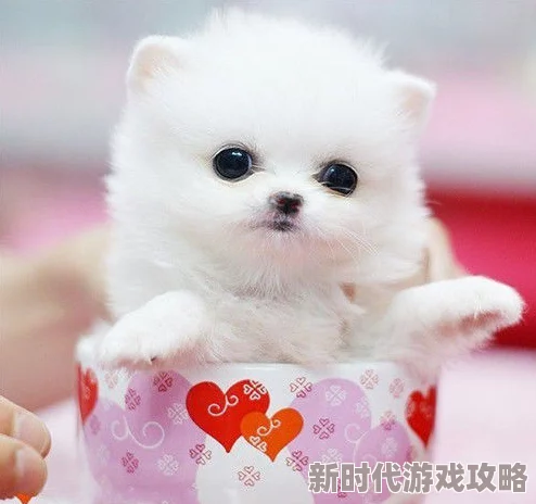 宠物保姆满天星提供专业的宠物照护服务，确保您的爱宠健康快乐