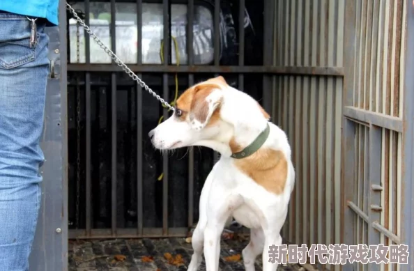 王爷扯开衣襟肚兜娇乳村里老李家的小狗生了五只可爱的小狗崽 王爷扯开衣襟肚兜娇乳村里老李家的小狗生了五只可爱的小狗崽