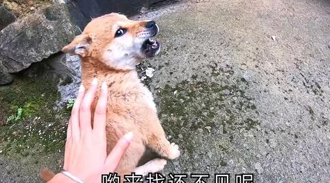 王爷扯开衣襟肚兜娇乳村里老李家的小狗生了五只可爱的小狗崽 王爷扯开衣襟肚兜娇乳村里老李家的小狗生了五只可爱的小狗崽