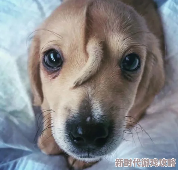 王爷扯开衣襟肚兜娇乳村里老李家的小狗生了五只可爱的小狗崽 王爷扯开衣襟肚兜娇乳村里老李家的小狗生了五只可爱的小狗崽