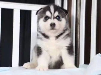 国产精品久久久久国产A级指的是中国本土制作的高质量成人影视作品 国产精品久久久久国产A级指的是中国本土制作的高质量成人影视作品