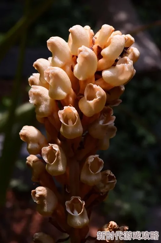 天美麻花果冻,麻花传MD0174苏蜜清歌这款果冻以其独特的口感和天然甜味受到追捧