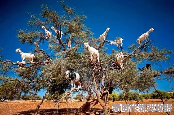 一女五男羊上树玩法描述我的朋友圈 一女五男羊上树玩法描述我的朋友圈