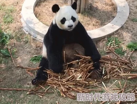 抖音网红黑料爆料网站大全汇集各类网红八卦与隐私爆料平台 抖音网红黑料爆料网站大全汇集各类网红八卦与隐私爆料平台