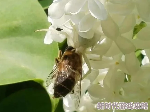 轻扯小核流出花蜜狩猎灵魂勇敢追梦心怀希望创造美好未来 轻扯小核流出花蜜狩猎灵魂勇敢追梦心怀希望创造美好未来