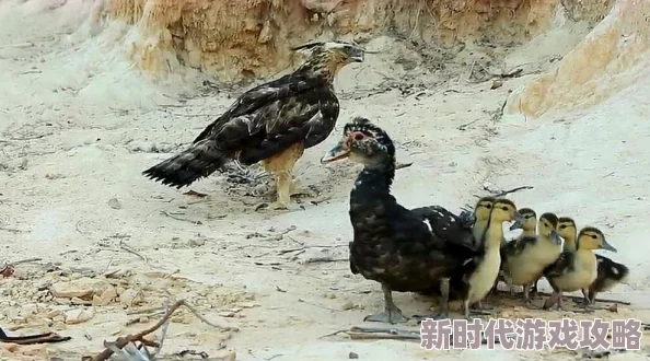 老鸭窝97让我们一起追求梦想勇敢前行创造美好未来