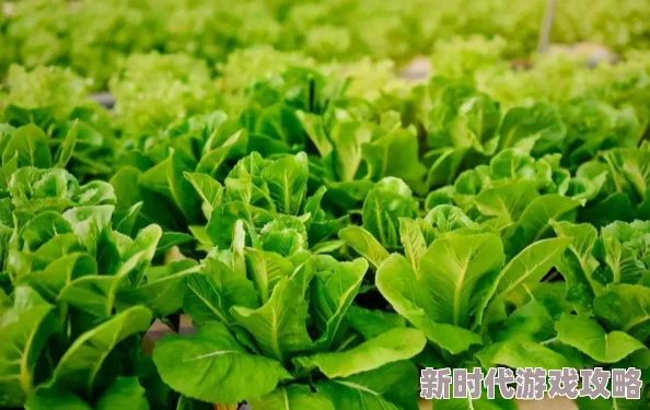 老师我想要(h)2024惊喜推荐：精选两人联机游戏下载合集，趣味升级，共享欢乐新体验！