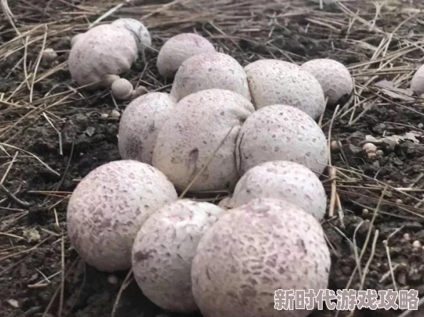 黑暗料理王新进展：西兰花土豆泥创意做法大揭秘，精选马铃薯与西兰花融合美味