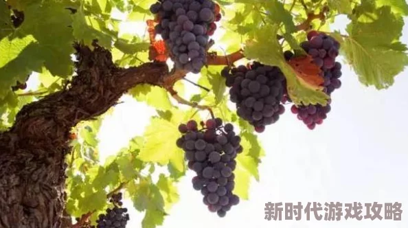 中国式家长葡萄酸作文得金奖最新技巧：题材选坚毅，以细腻婉约风格展现深度思想