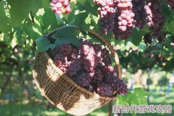 中国式家长葡萄酸作文得金奖最新技巧：题材选坚毅，以细腻婉约风格展现深度思想