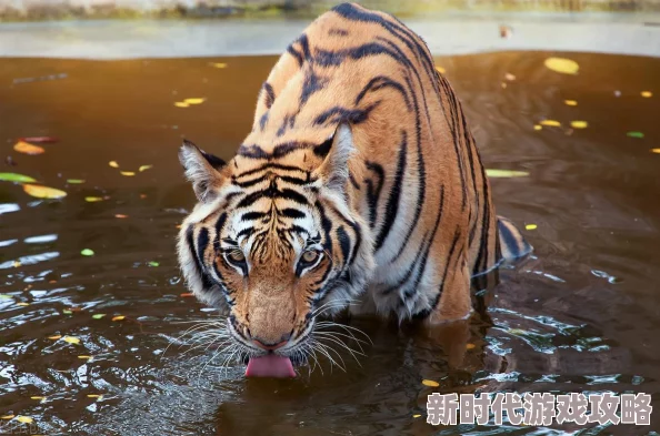 单挑荒野:最新陷阱捕捉猎物技巧揭秘及野外生存技能新进展 单挑荒野:最新陷阱捕捉猎物技巧揭秘及野外生存技能新进展