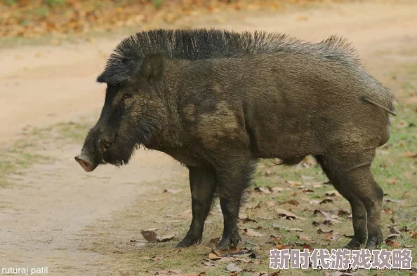 单挑荒野:最新陷阱捕捉猎物技巧揭秘及野外生存技能新进展 单挑荒野:最新陷阱捕捉猎物技巧揭秘及野外生存技能新进展