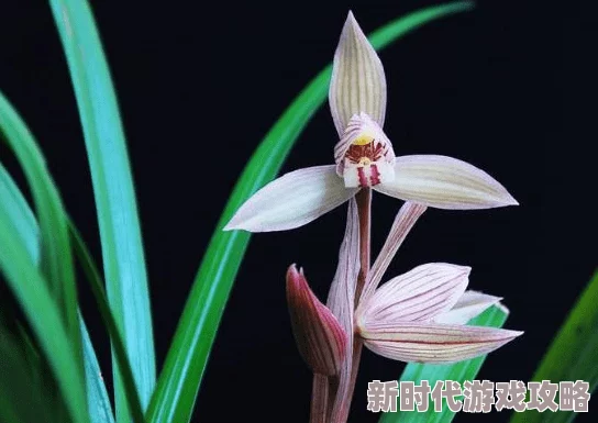 色鬼中国婚礼婚礼实录携手共创美好未来幸福永驻心间