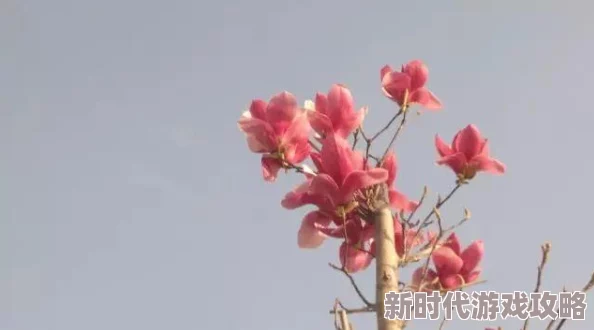 苏他风月一树桃花开春暖花开心中有梦勇敢追求美好未来