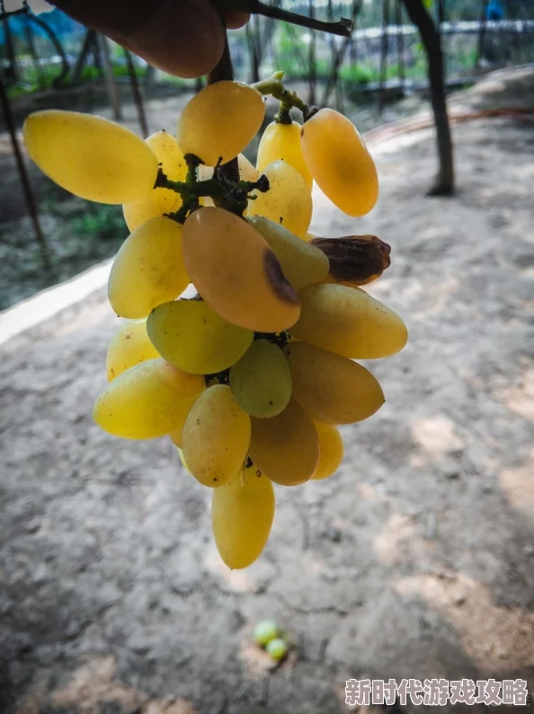 开小嫩苞调教hhh嗯啊葡萄熟了的时候心怀希望勇敢追梦收获美好人生 开小嫩苞调教hhh嗯啊葡萄熟了的时候心怀希望勇敢追梦收获美好人生