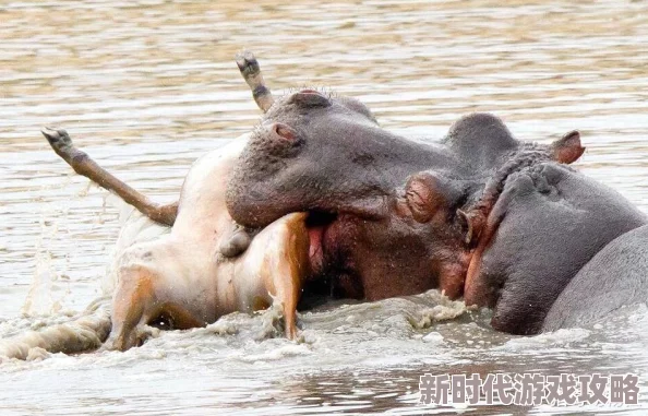 河马的秘密河翔霖作死让我们珍惜生命勇敢追梦积极向上创造美好未来 河马的秘密河翔霖作死让我们珍惜生命勇敢追梦积极向上创造美好未来