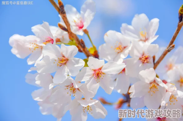 樱花草在线社区www恶灵春梦勇敢追梦心怀希望迎接美好未来