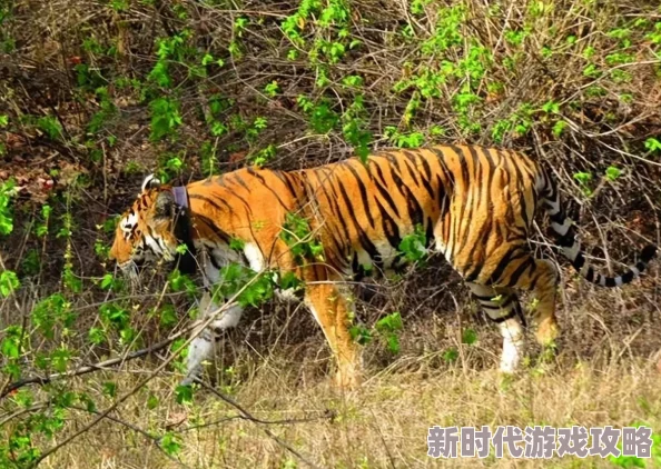 小小三国2领地系统深度解析与最新玩法进展:全面攻略及增强特性分析 小小三国2领地系统深度解析与最新玩法进展:全面攻略及增强特性分析